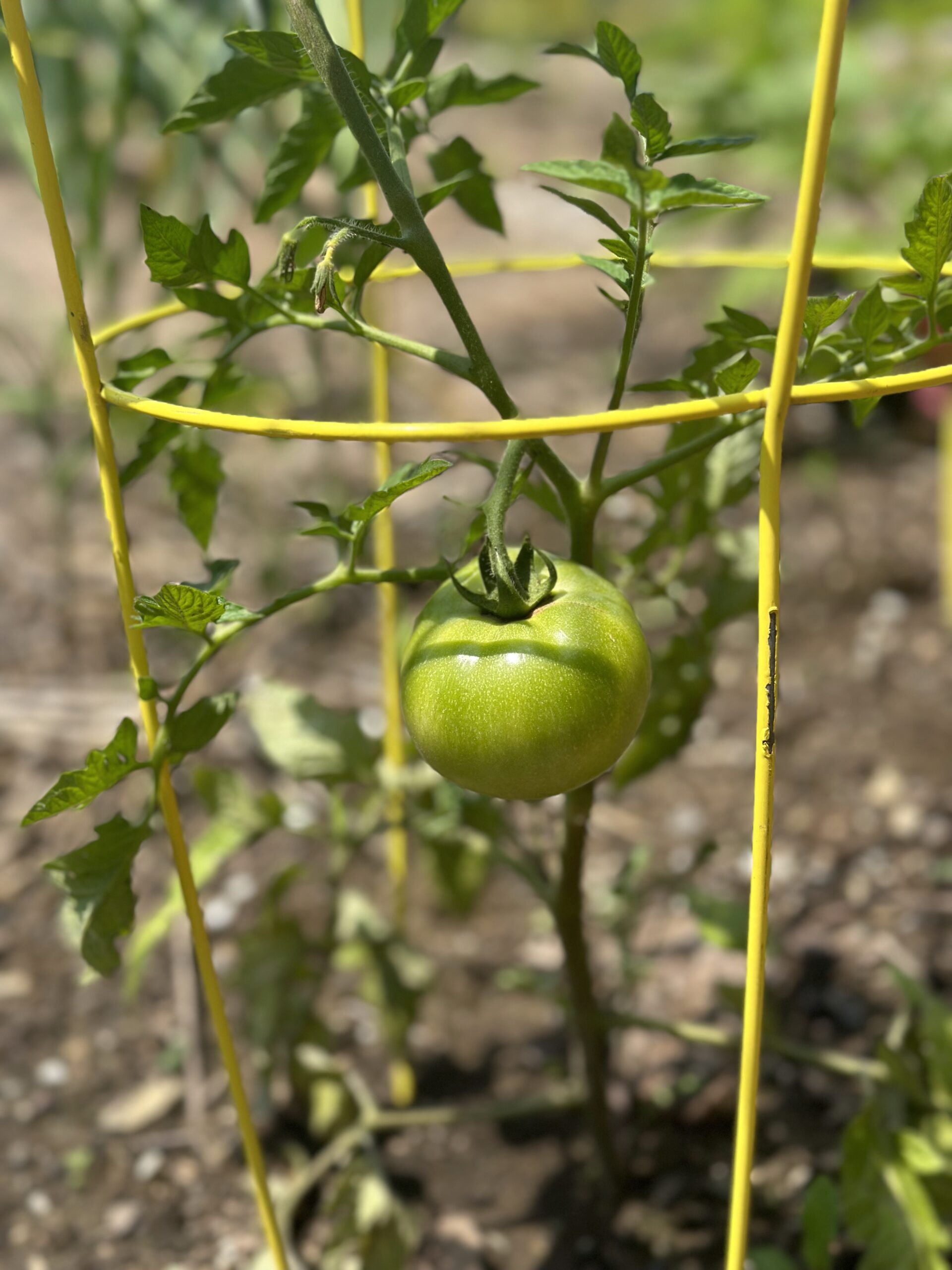 Community Gardens